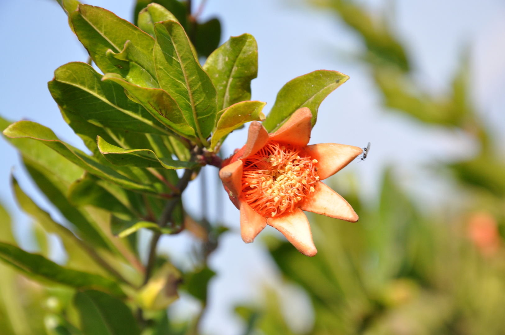 Il fiore di Melograno attaccato