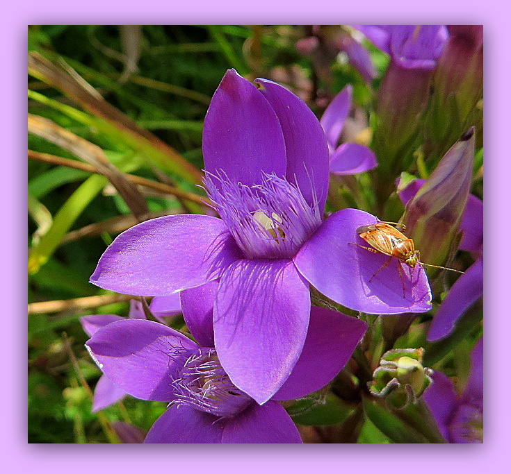 il fiore e il suo parrucchiere