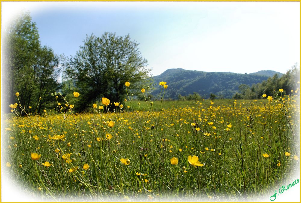 Il fiore è la gioia del prato