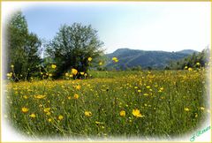 Il fiore è la gioia del prato