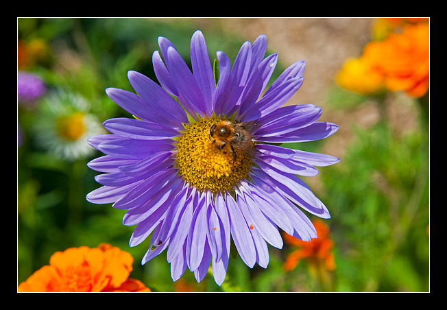 Il fiore e l'ape