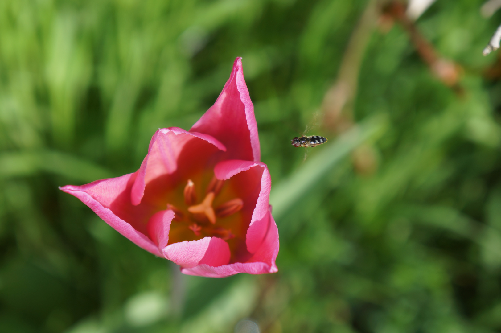 Il Fiore e l'insetto