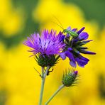 il fiore e l'insetto