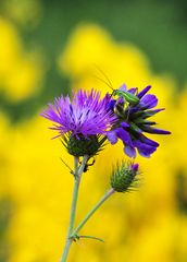 il fiore e l'insetto