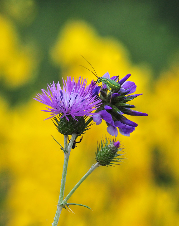 il fiore e l'insetto