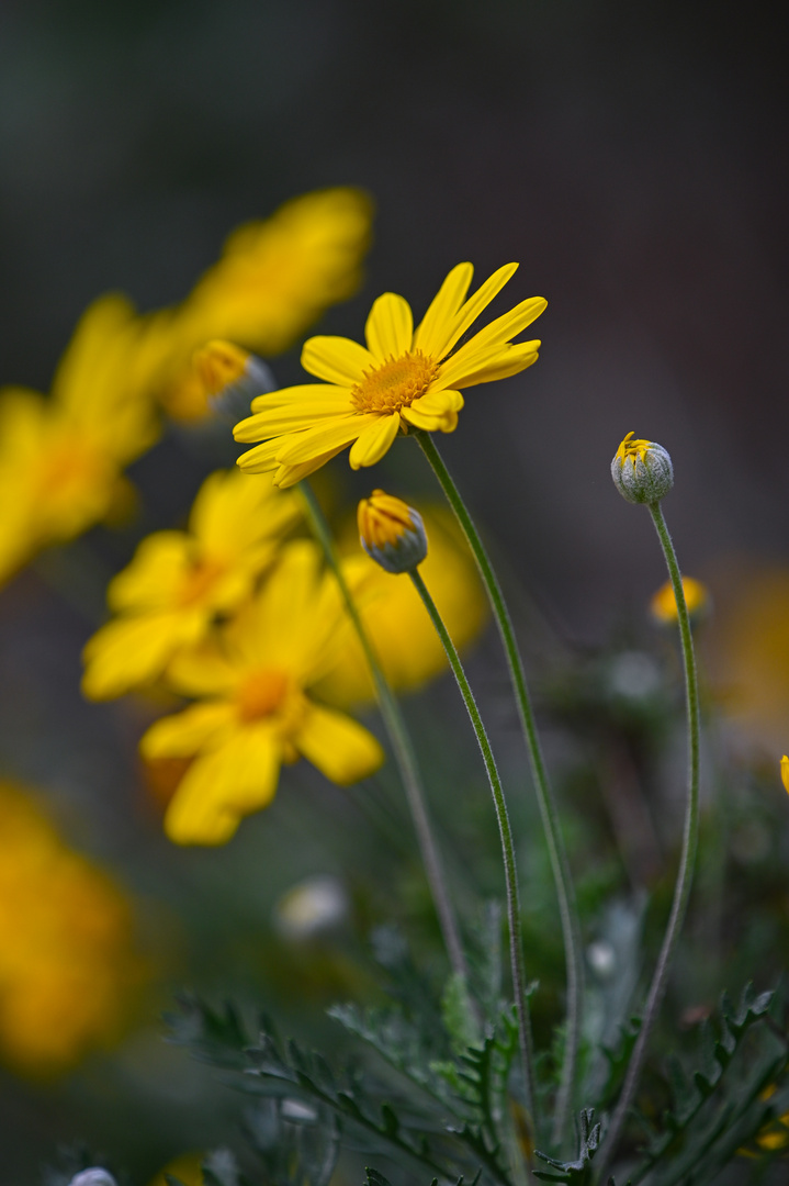 Il fiore giallo 