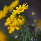 Il fiore giallo 