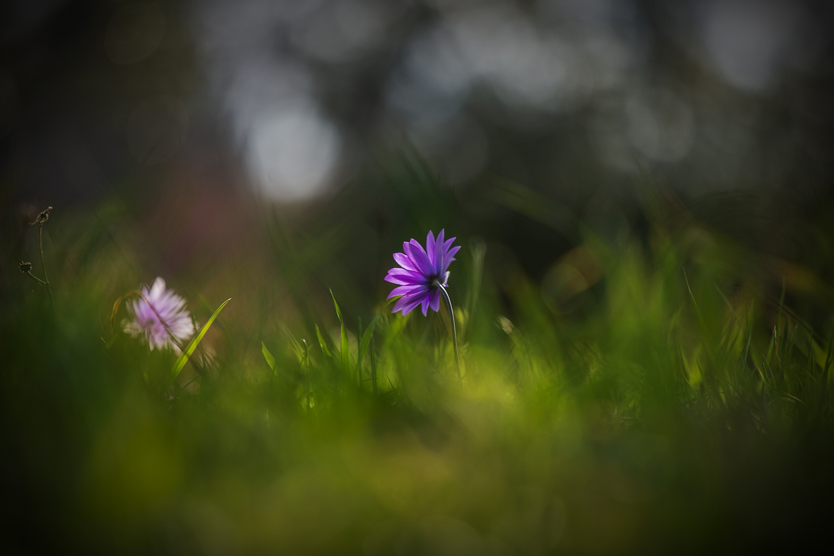 Il fiore si nasconde....