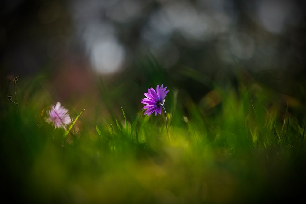 Il fiore si nasconde....