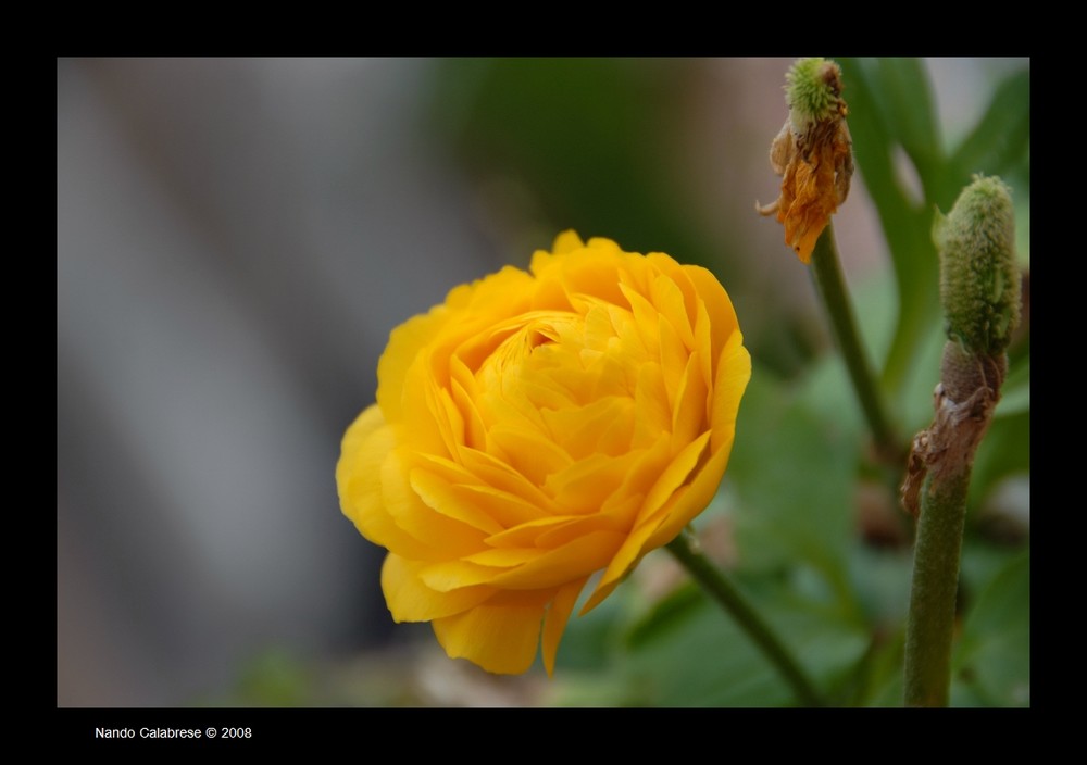 Il fiore...quello giallo