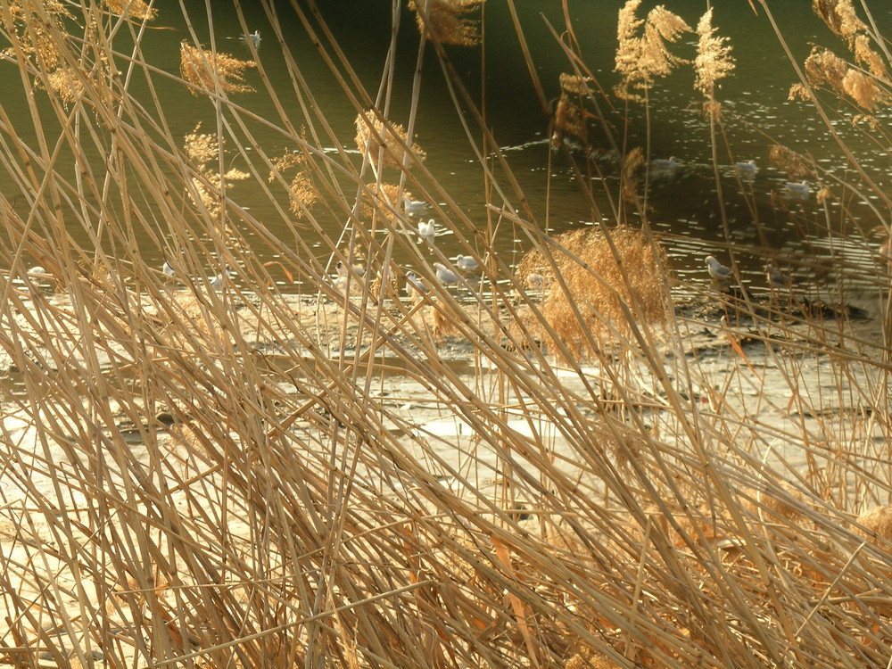 Il Fiume Adige