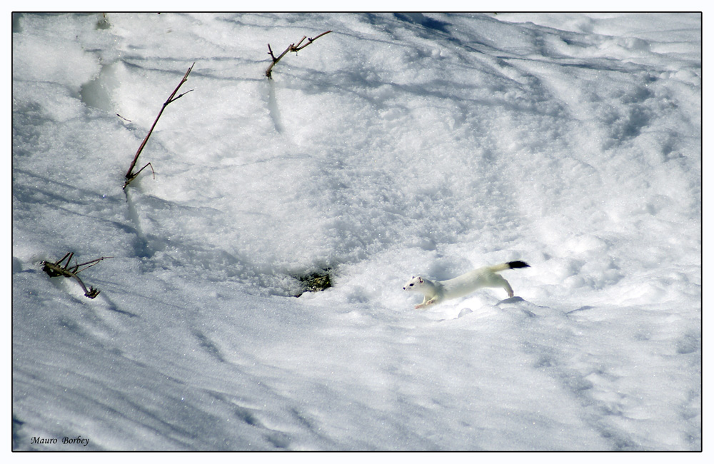 Il folletto della neve.