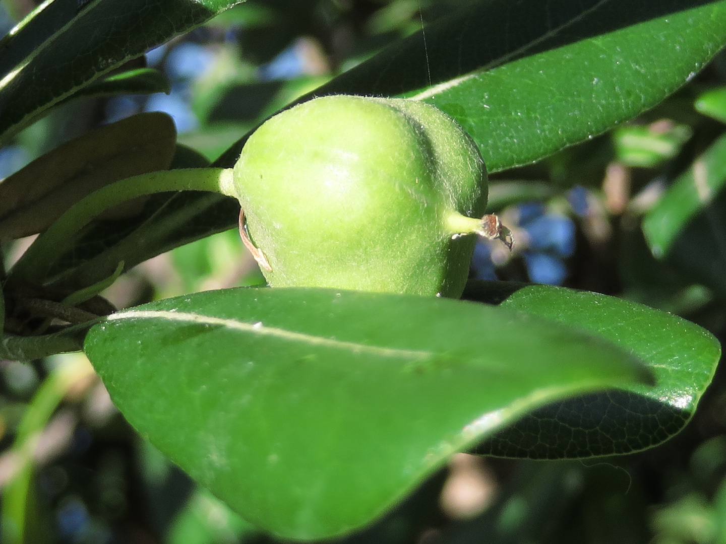 Il frutto del pitostoro