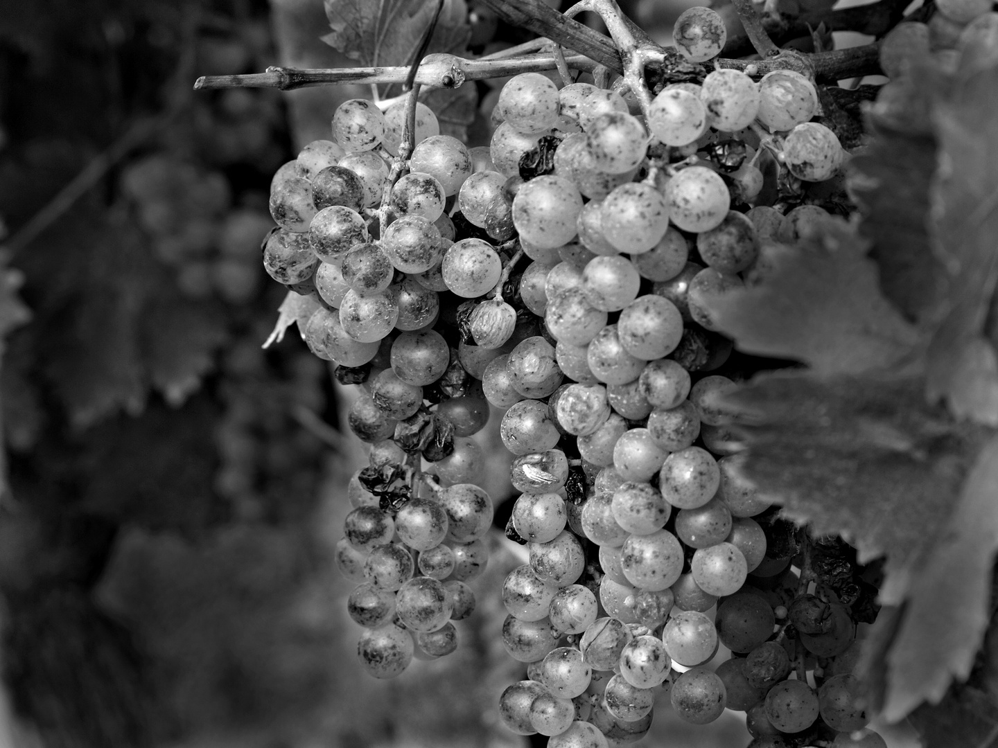 IL FRUTTO DEL SOLE IN BIANCO E NERO.....