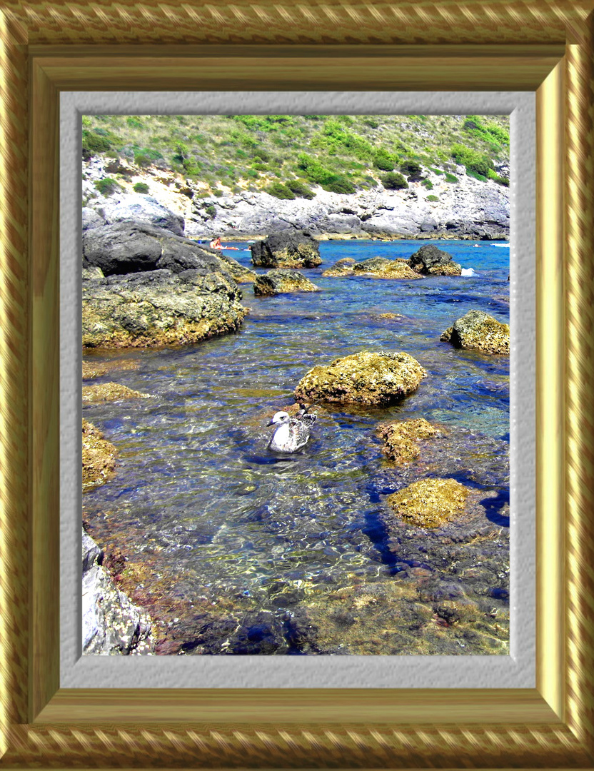 Il gabbiano (buon intenditore) galleggiante nello splendide acque di Porto Ercole.....