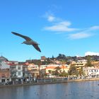 Il gabbiano cerca il suo stormo che riposa sul lago di Ganzirri