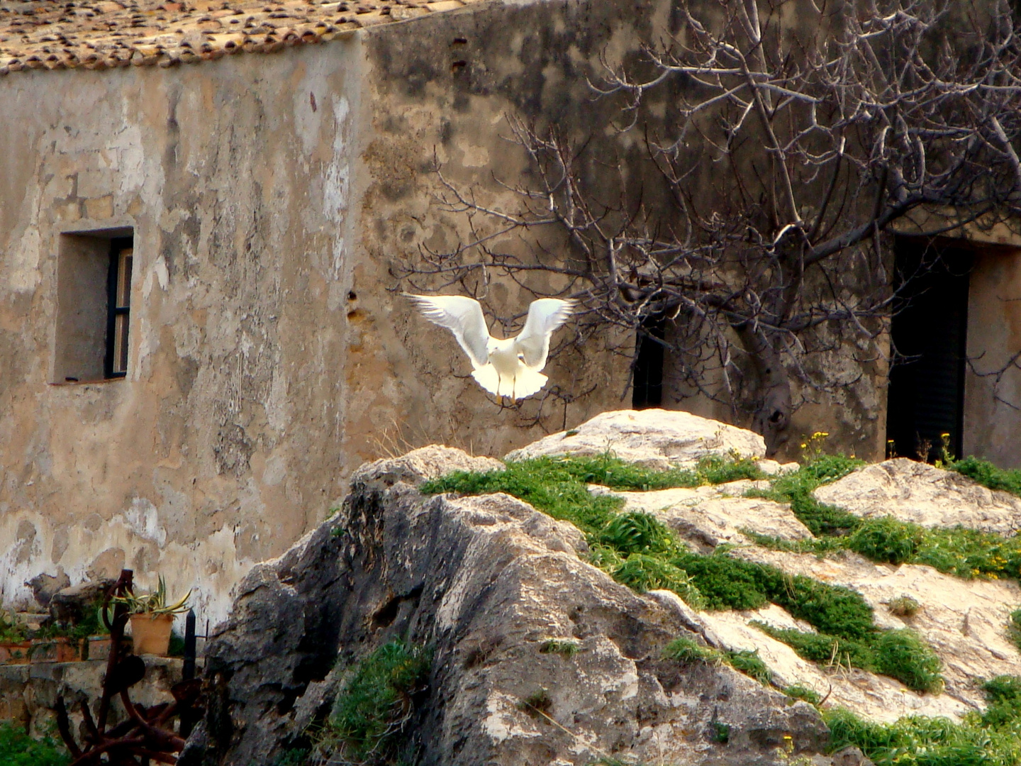 Il gabbiano dell'antica tonnara