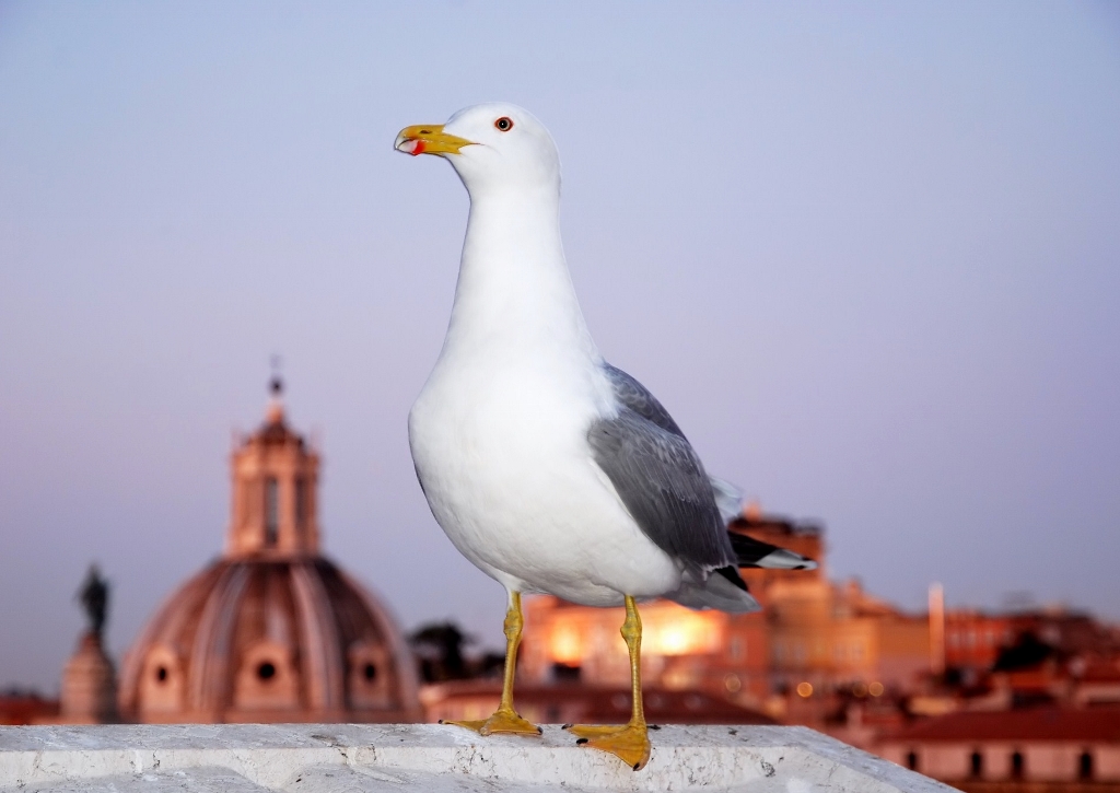 Il gabbiano di città