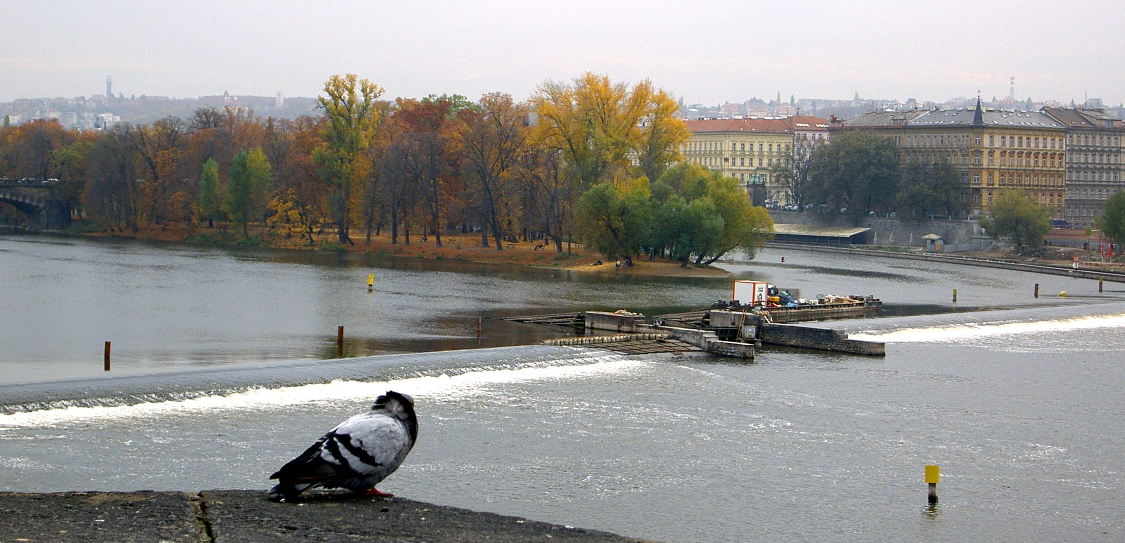 Il gabbiano di Praga