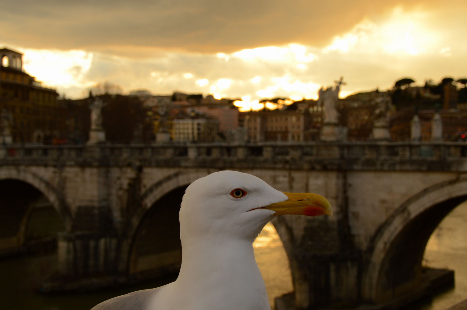 Il Gabbiano di Roma