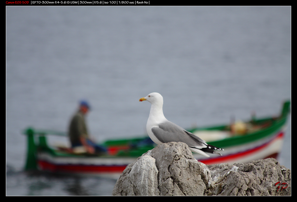 Il Gabbiano e il Pescatore