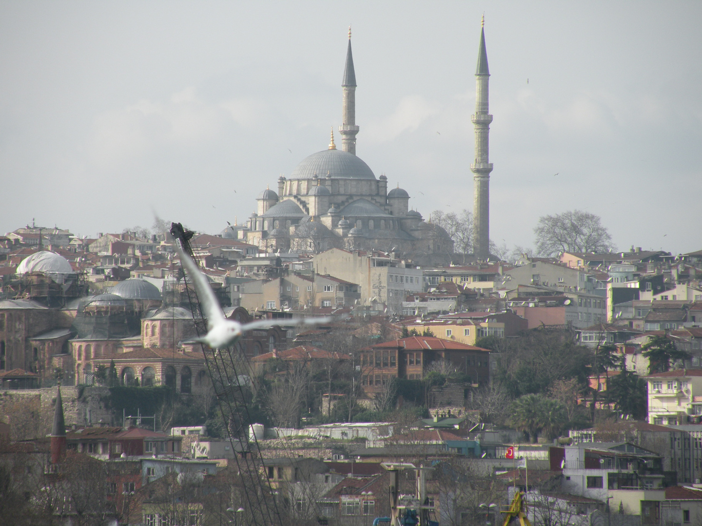 Il gabbiano e la moschea