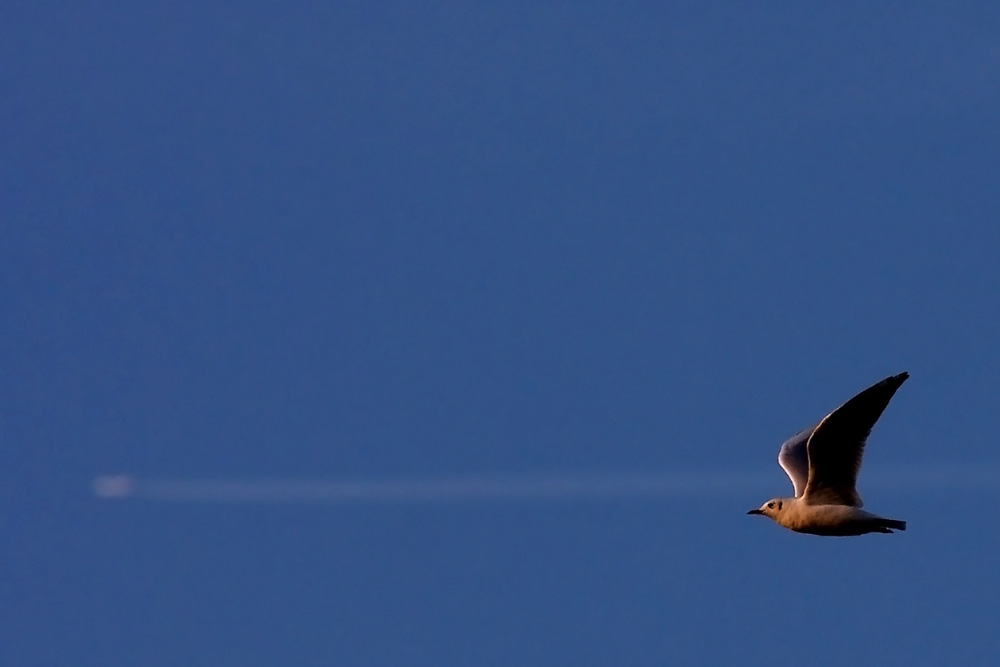 il gabbiano e l'aereo