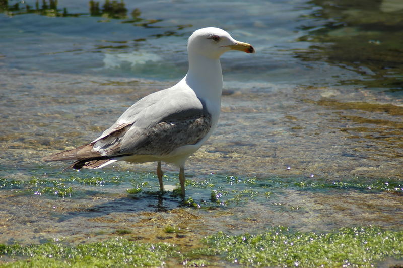 il gabbiano ed il mare