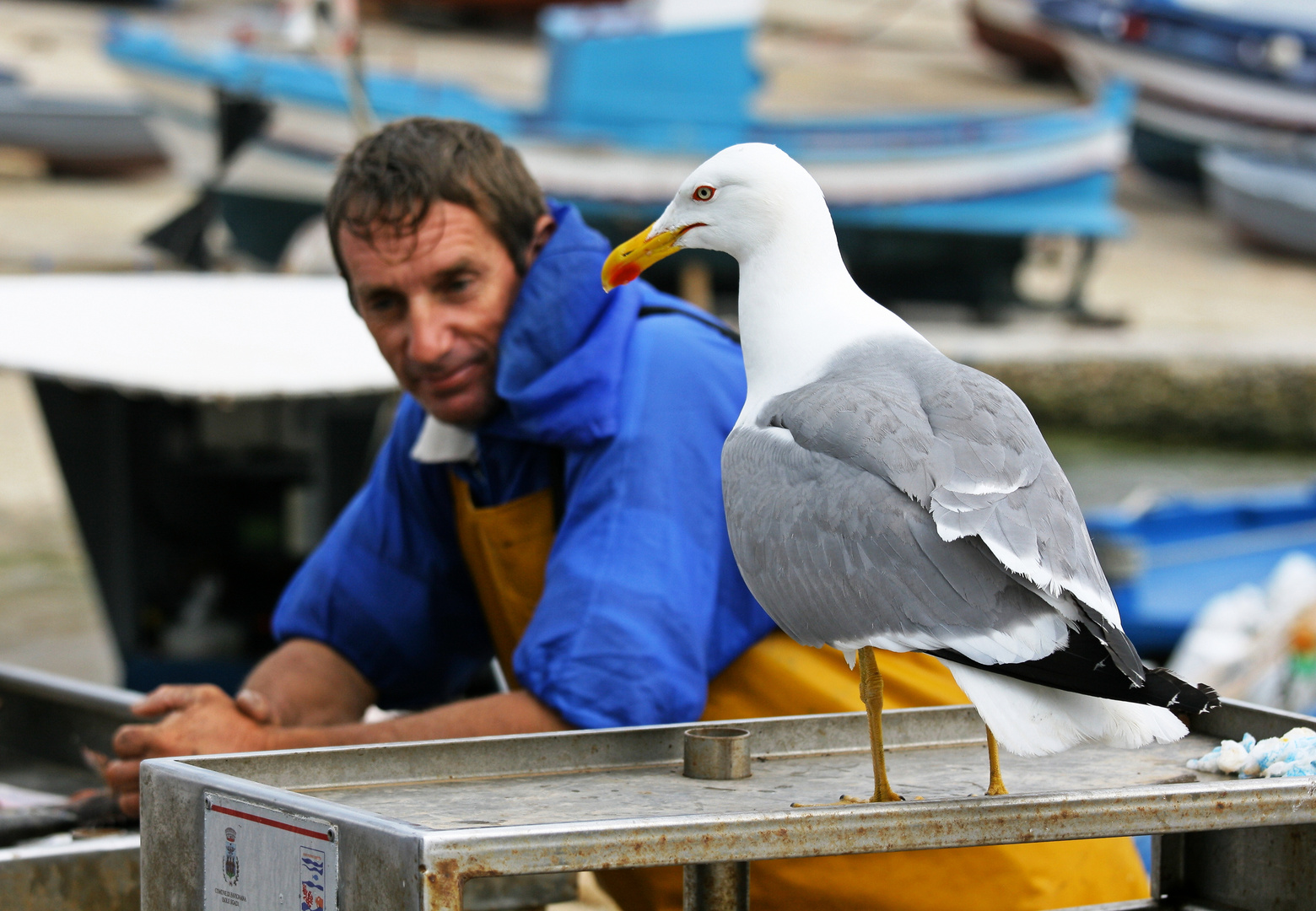 Il gabbiano ed il pescatore