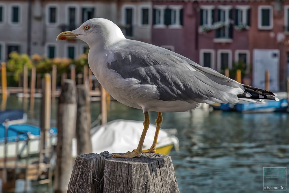  Il gabbiano "Emma"