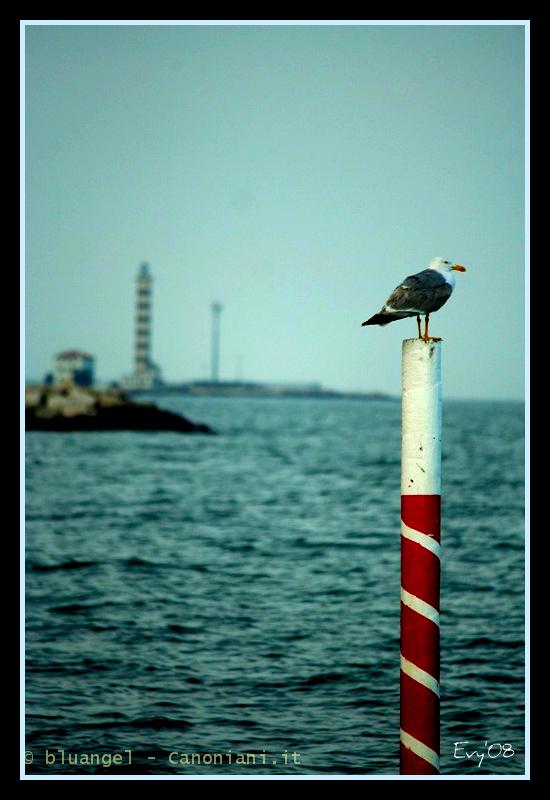 Il Gabbiano & il Faro