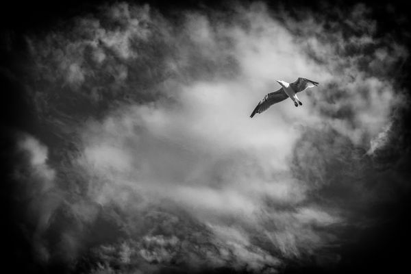 il Gabbiano Jonathan 