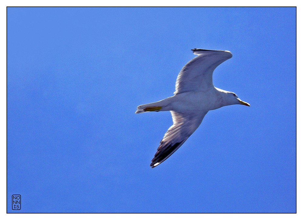 Il gabbiano Jonathan Livingston