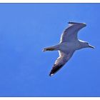 Il gabbiano Jonathan Livingston