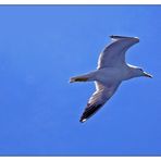 Il gabbiano Jonathan Livingston