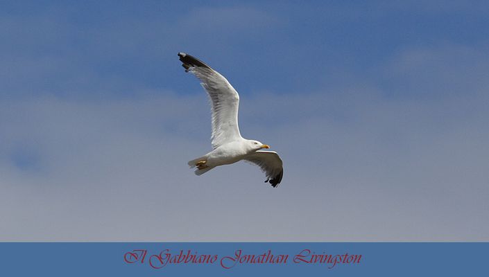 Il Gabbiano Jonathan Livingston
