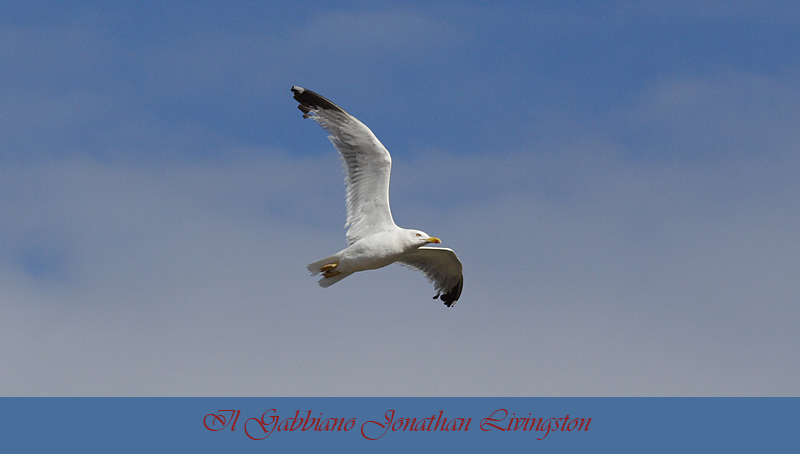 Il Gabbiano Jonathan Livingston Foto % Immagini animali, uccelli allo  stato libero, animali allo stato libero Foto su fotocommunity