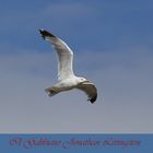 Il Gabbiano Jonathan Livingston