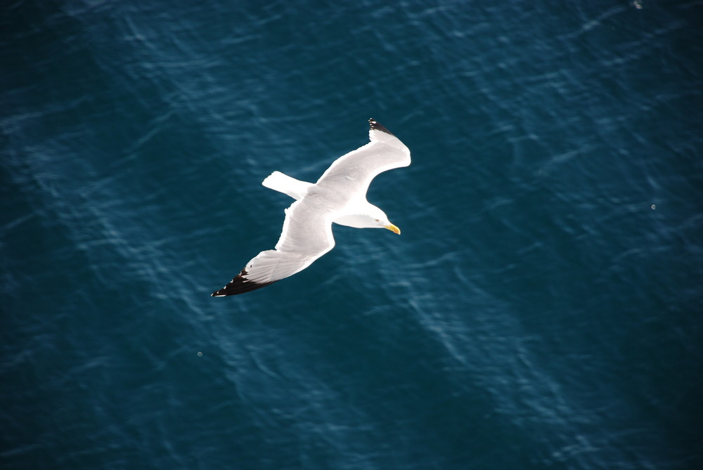 Il gabbiano Jonathan Livingston