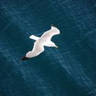 Il gabbiano Jonathan Livingston