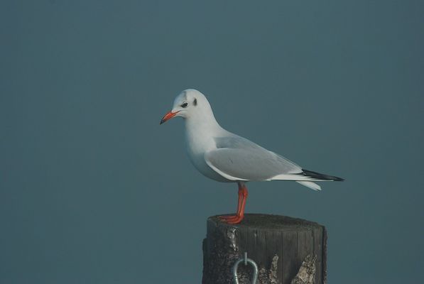 IL GABBIANO NELLA BRUMA