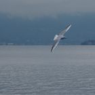 Il gabbiano sul lago Maggiore