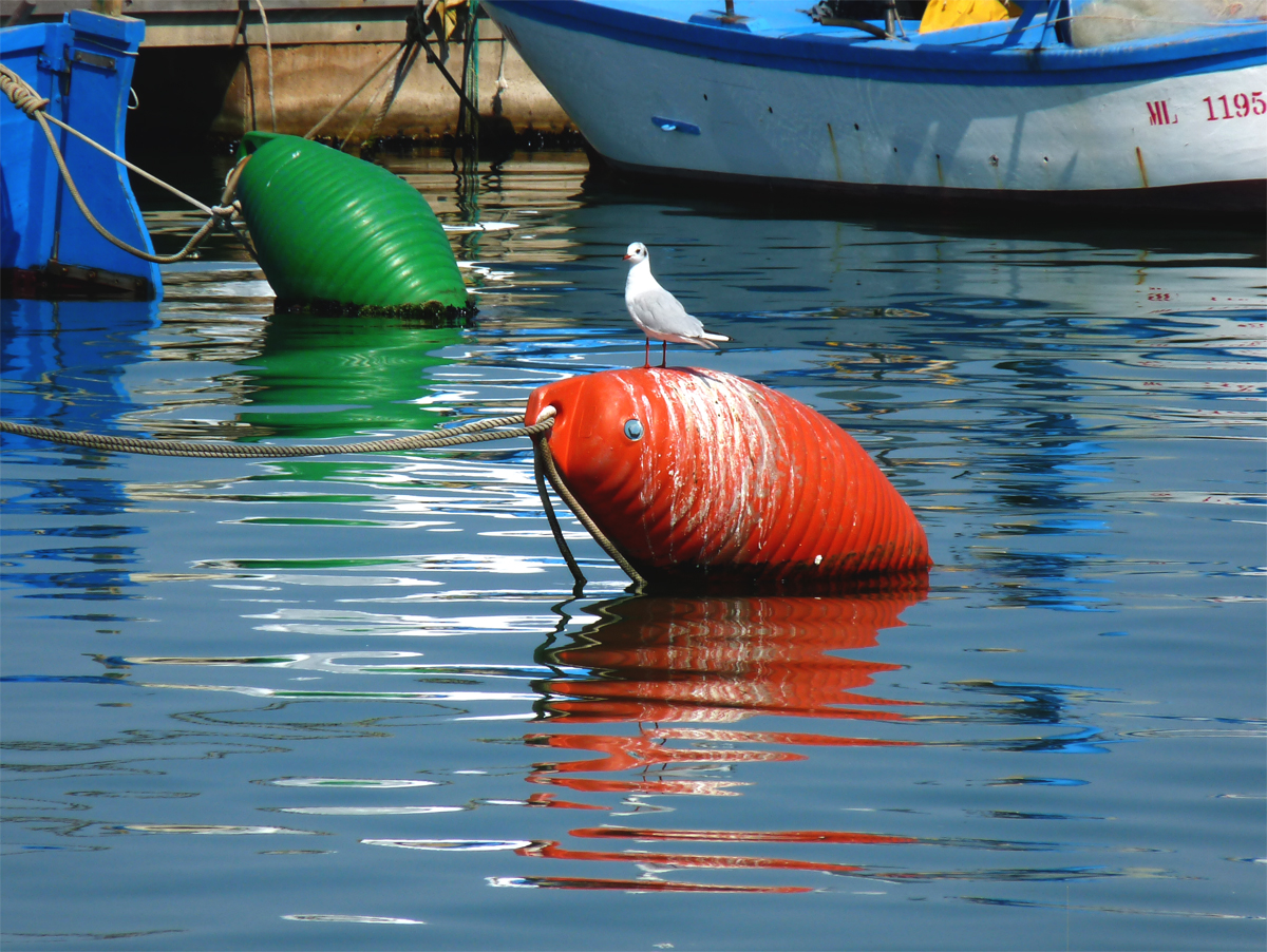 Il Gabbiano sulla boa