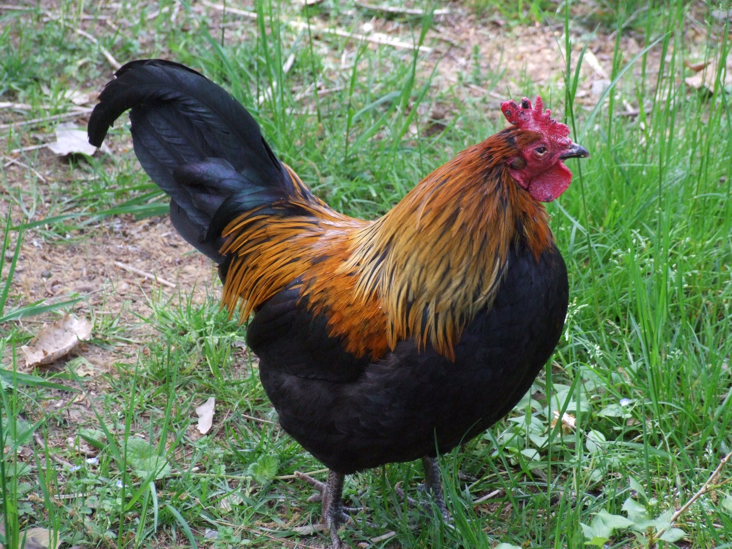 Il Gallo