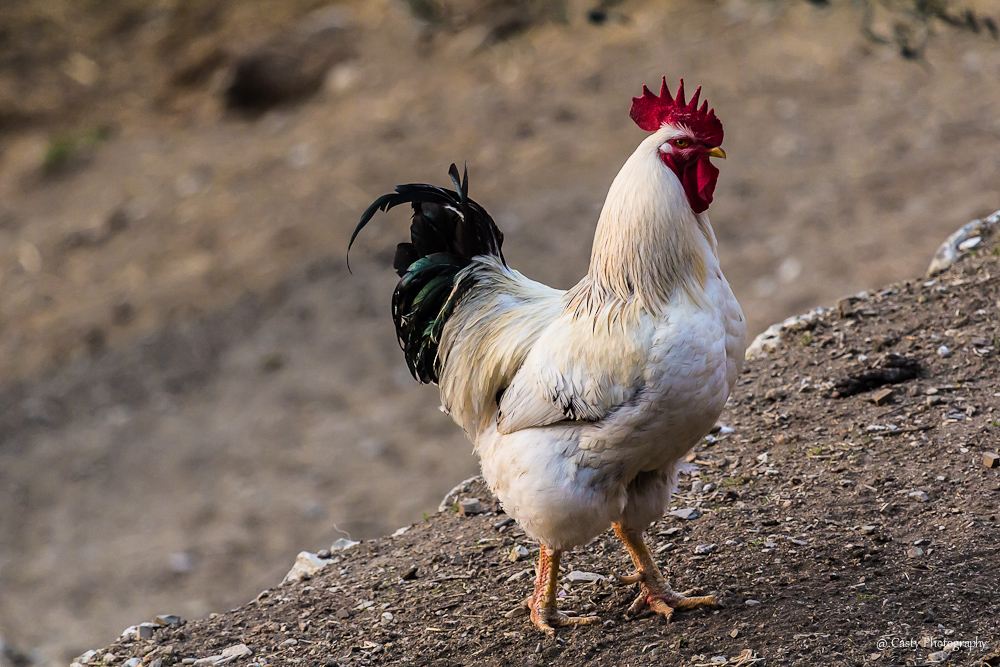 Il Gallo