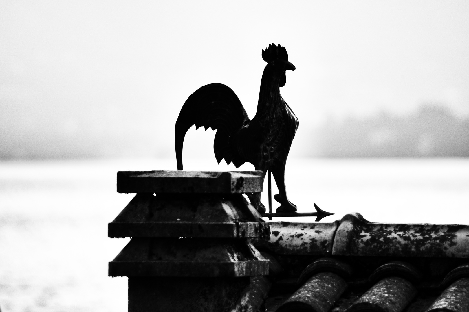 Il gallo del vento