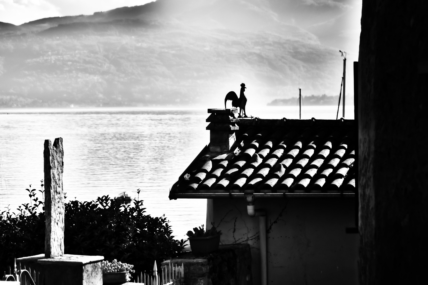 Il gallo di Caldè