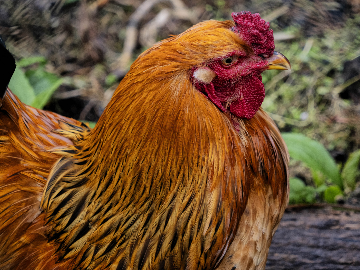 Il gallo di Castello