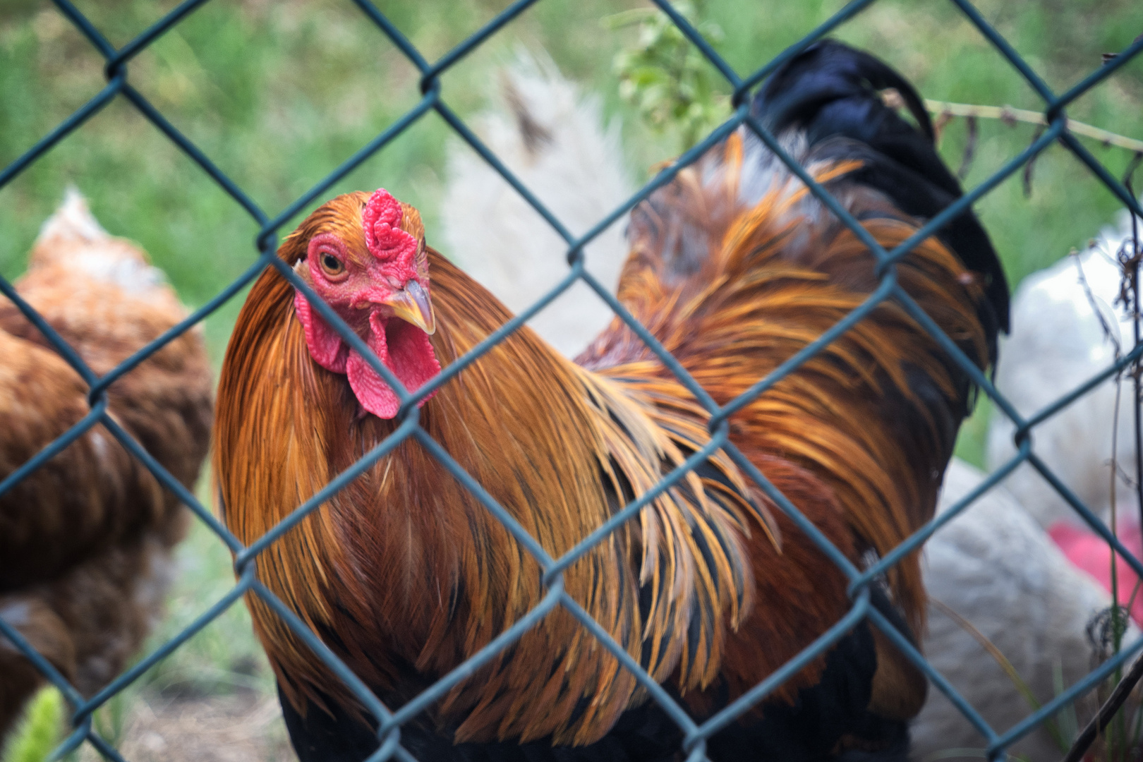 Il gallo di Castello