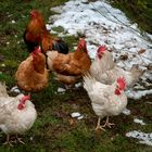 Il gallo e le galline